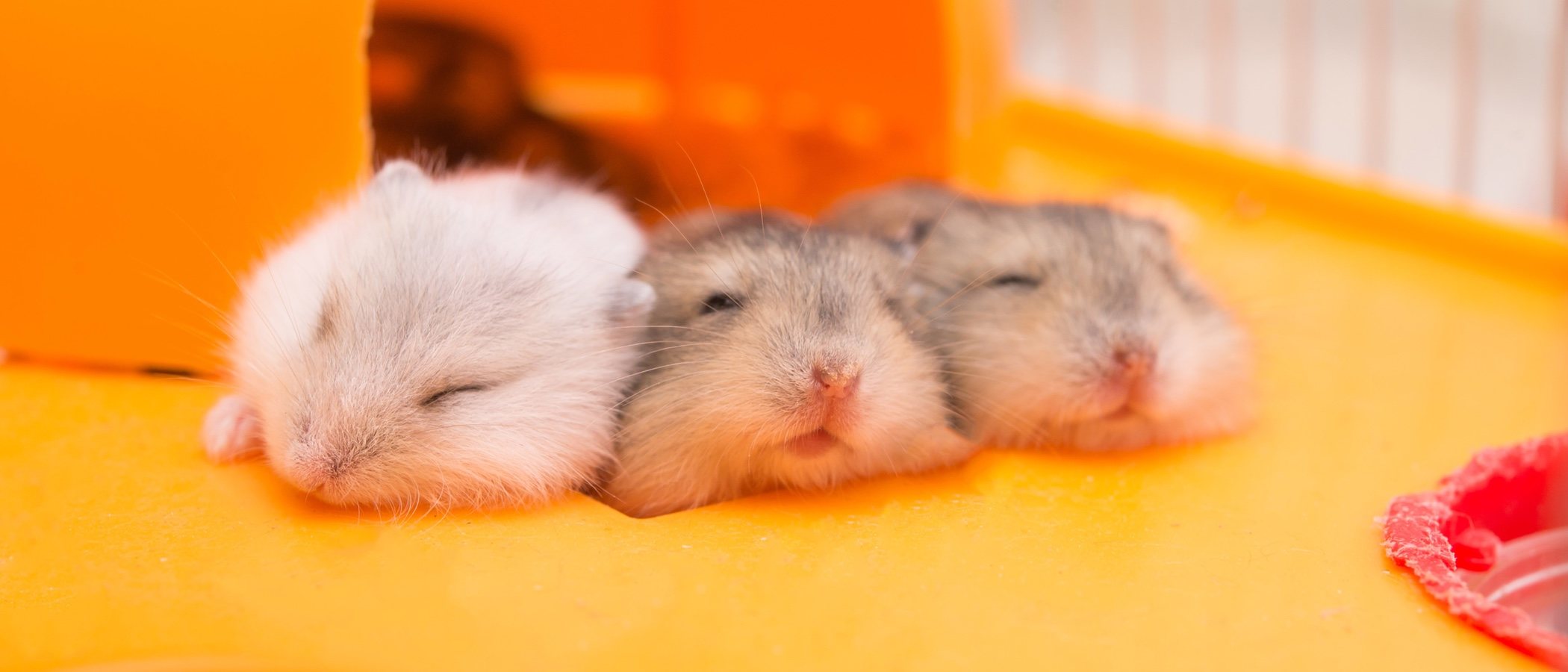 Cuándo hibernan los hámsters: todo lo que debes saber