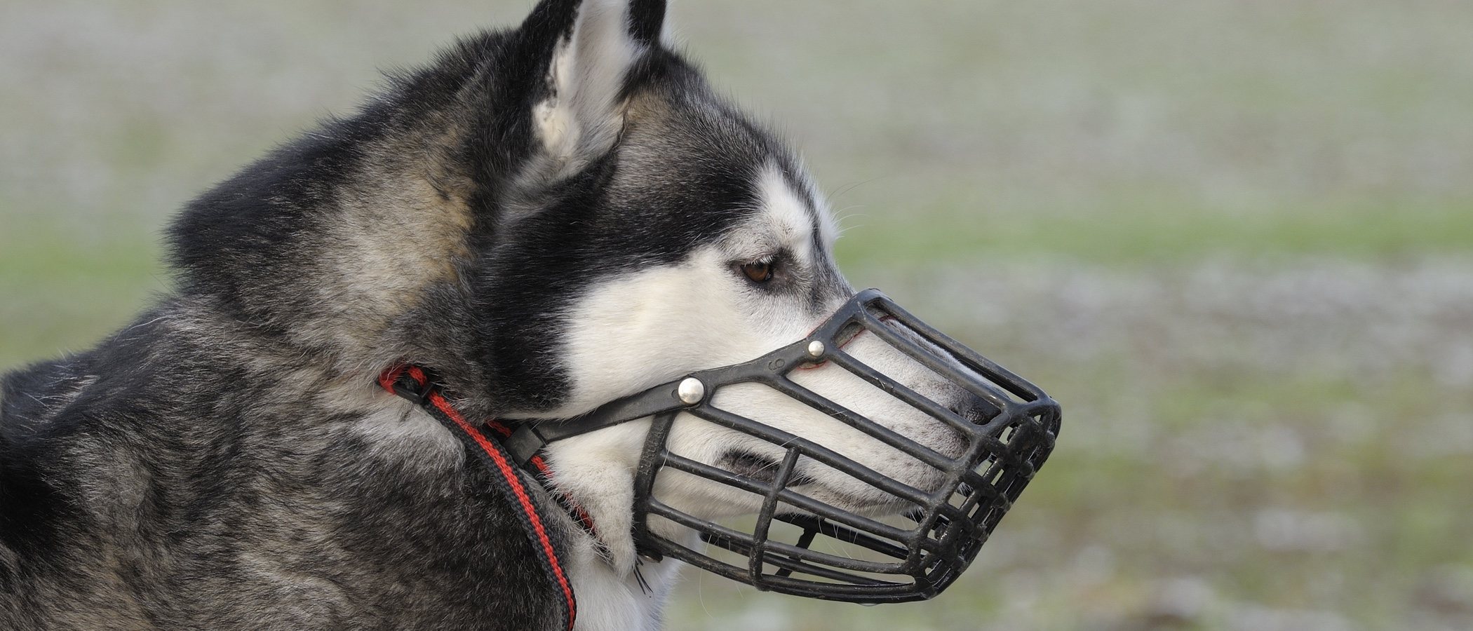 Los trucos para poder colocar un bozal a tu perro
