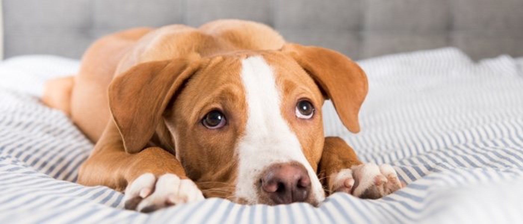 Qué hacer si tu perro o gato presiona la cabeza contra la pared