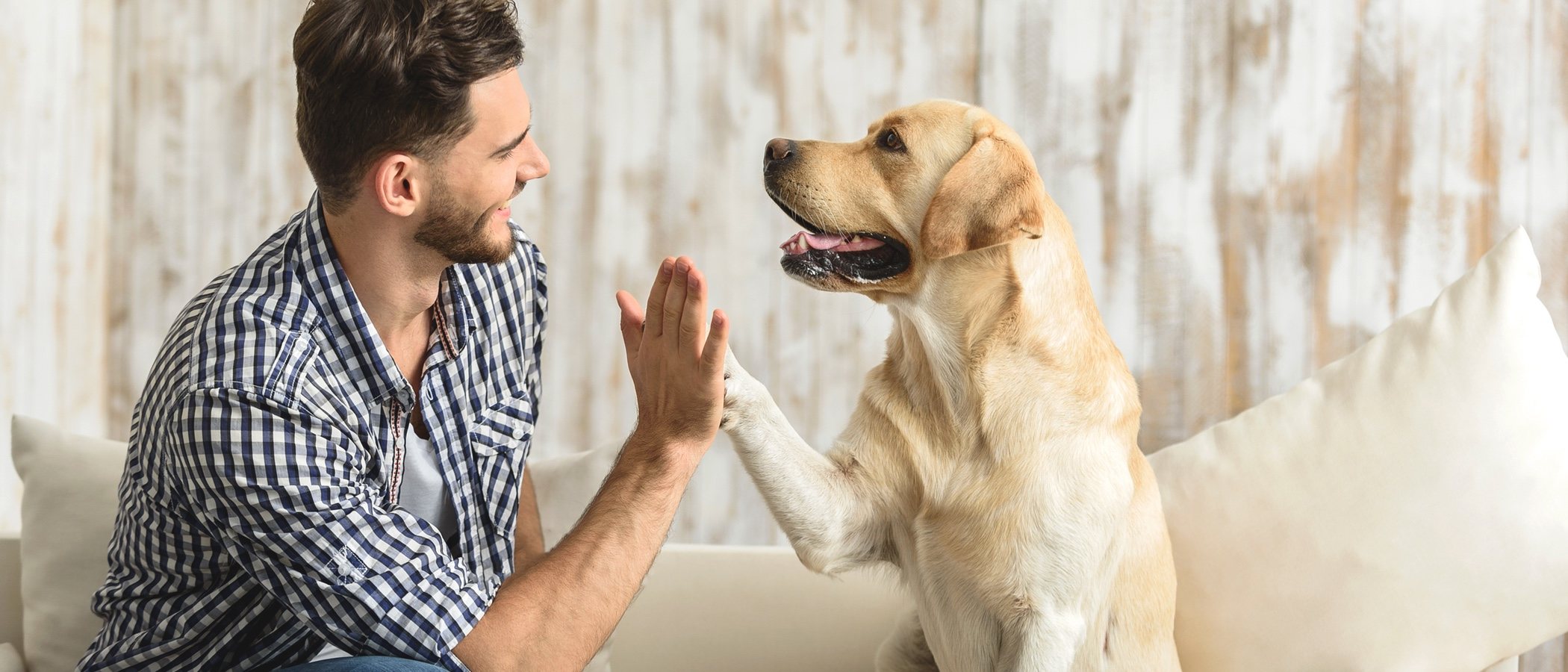 Razas de perro de pelo corto