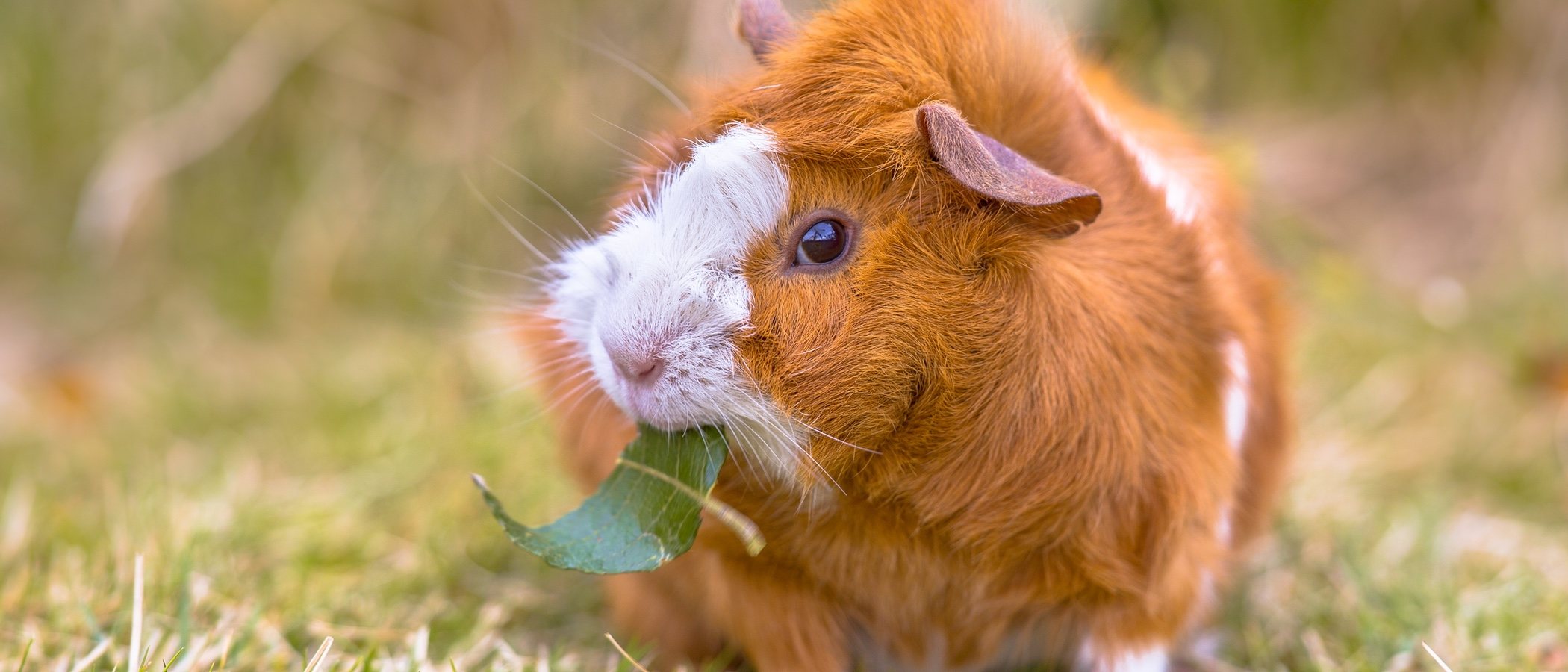Mi cobaya no come: formas de ponerle solución