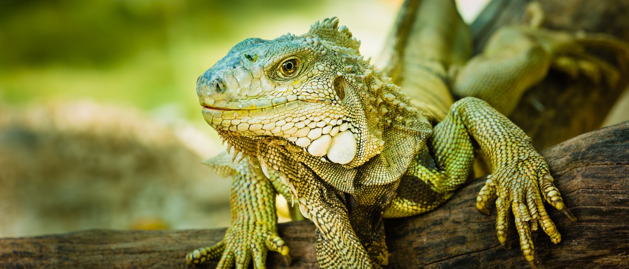 11 curiosidades de las iguanas