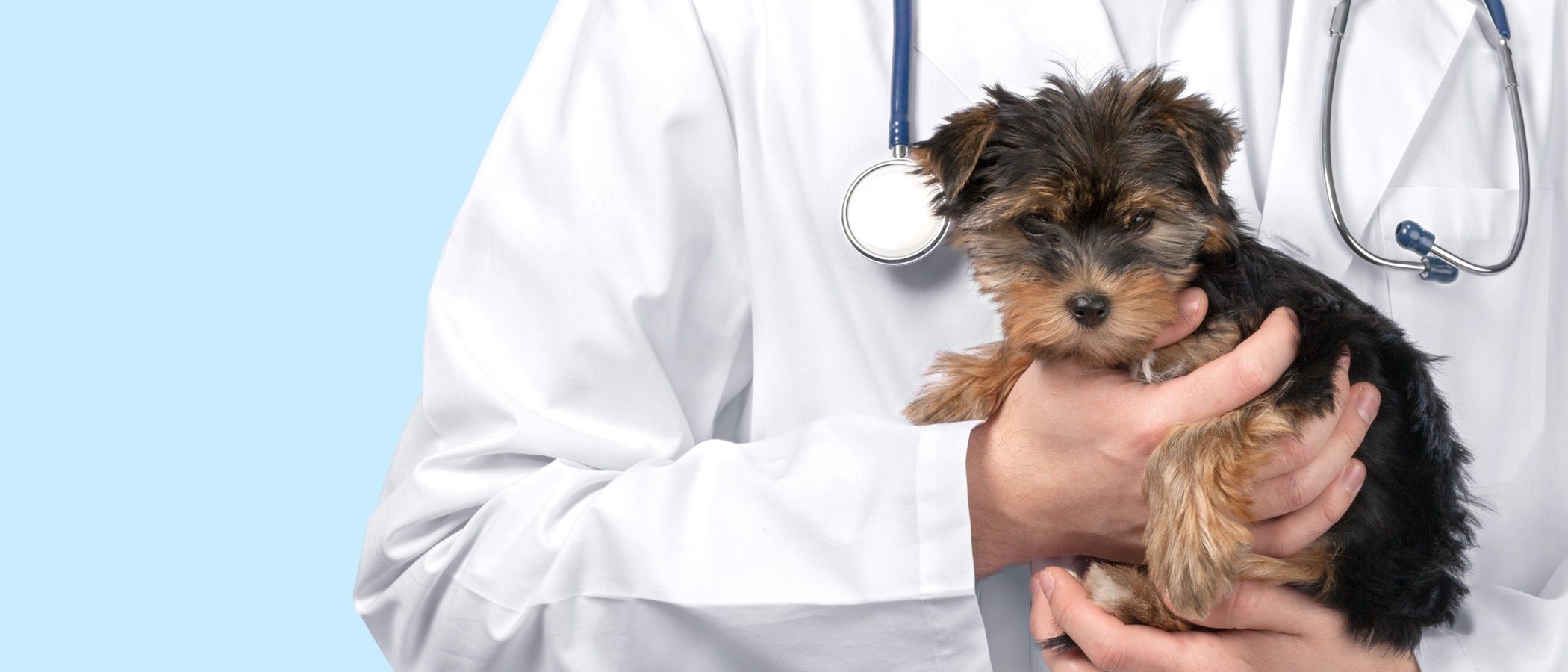 Cuidados postoperatorios tras la castración de tu mascota
