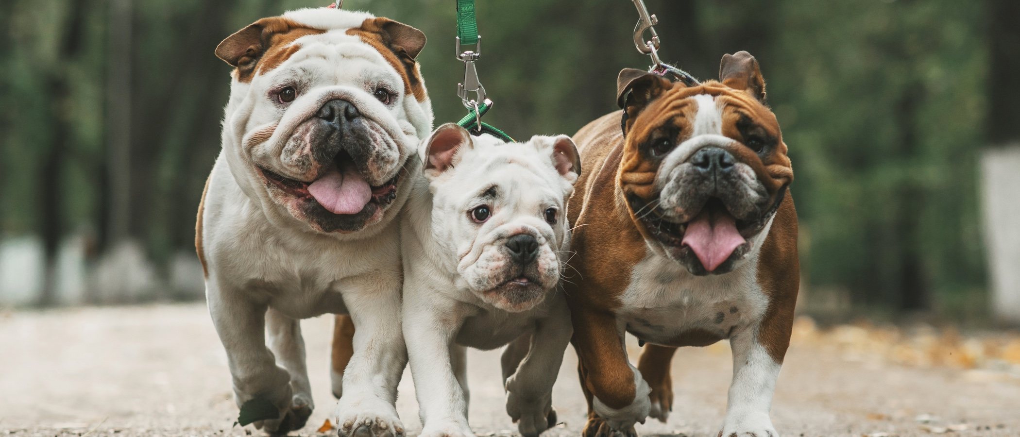 Razas de perros arrugados