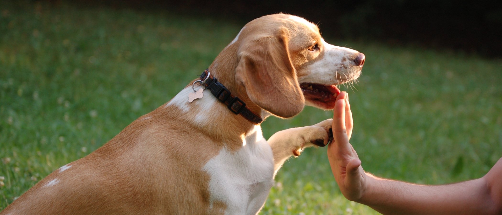 Adiestramiento de un perro Beagle: trucos y consejos