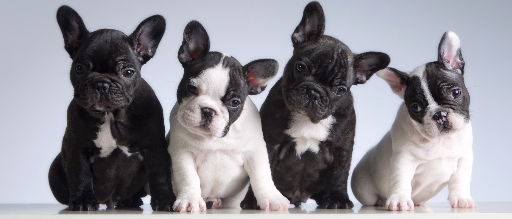 Razas de perro más propensas a sufrir displasia de cadera