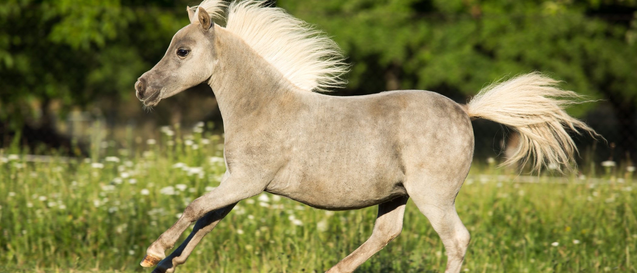 Caballo en miniatura: cuidados necesarios