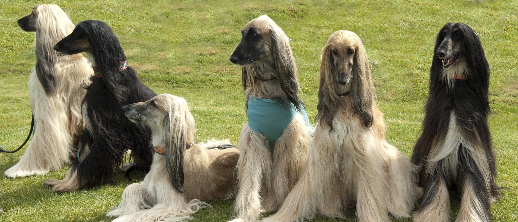 Galgo afgano: todo lo que debes saber sobre esta raza de perro