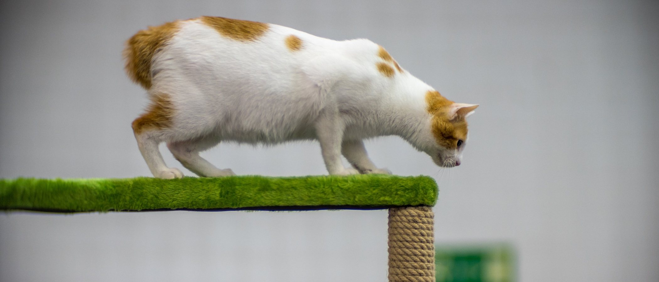 Razas de gato: Bobtail japonés