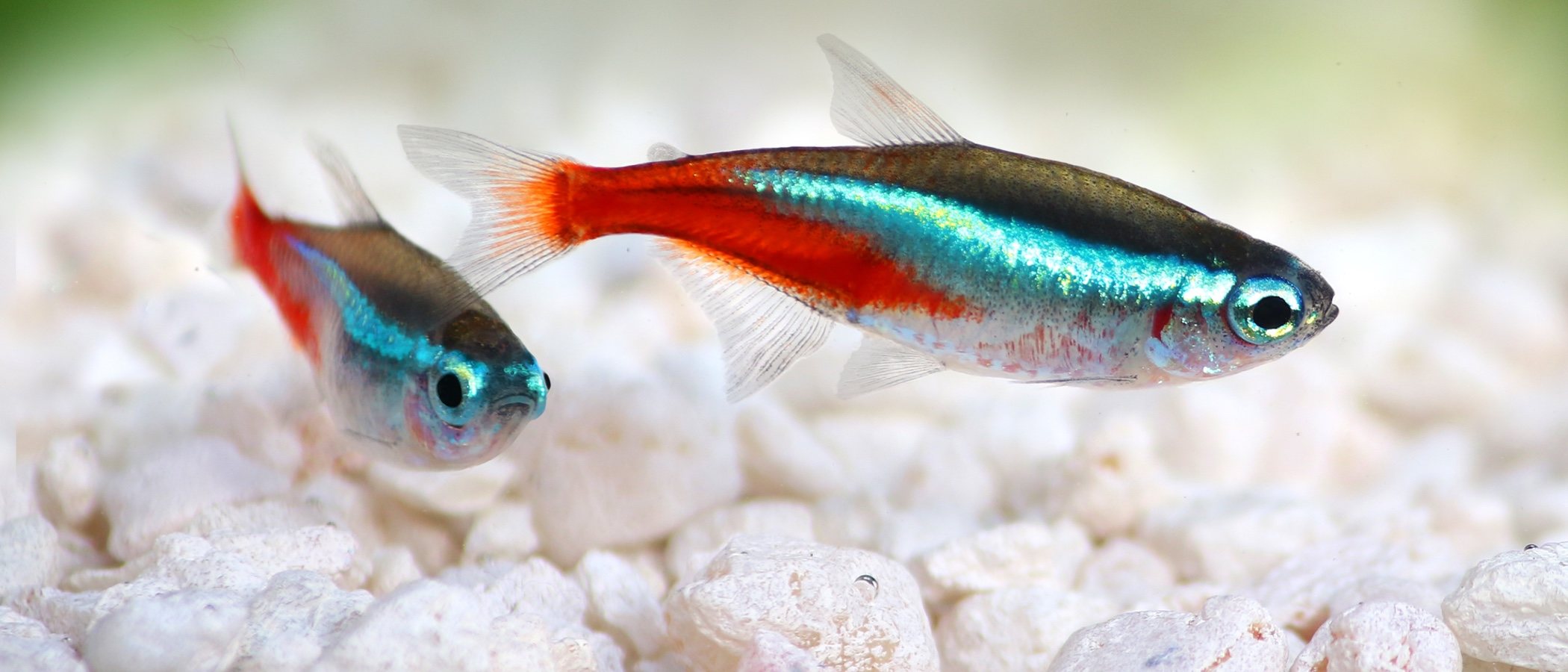 Pez Tetra: curiosidades y características