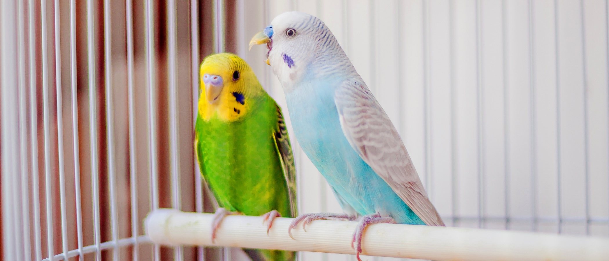Enfermedades de las aves que se detectan por sus plumas