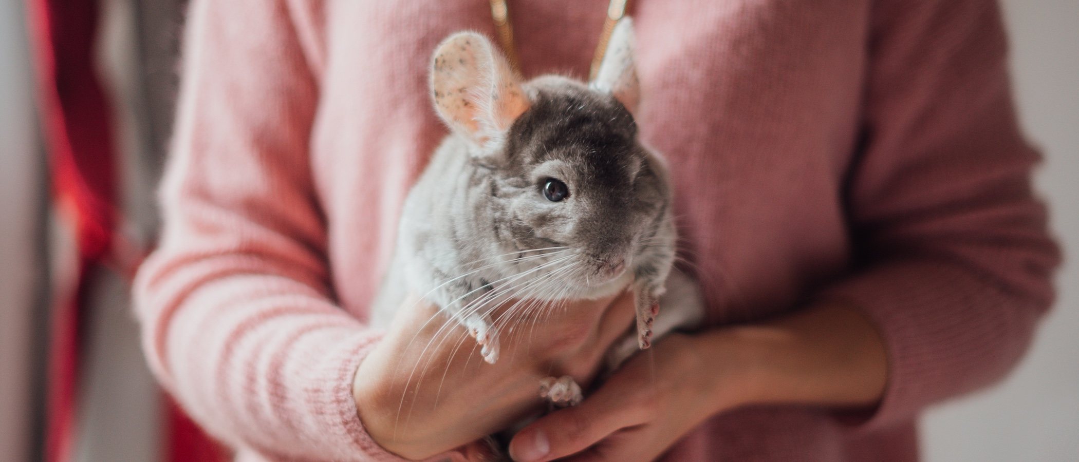 Permisos para adoptar una mascota exótica