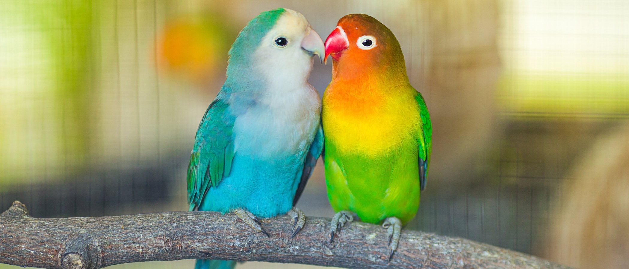 Tipos de Agapornis: un ave adorable