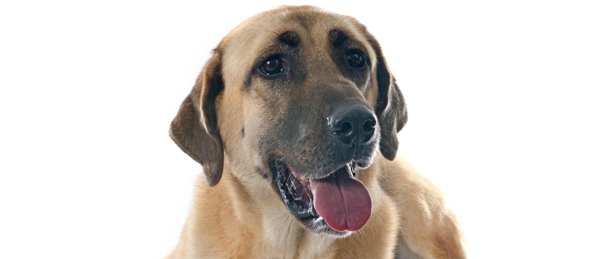 Razas de perro: Kangal Turco