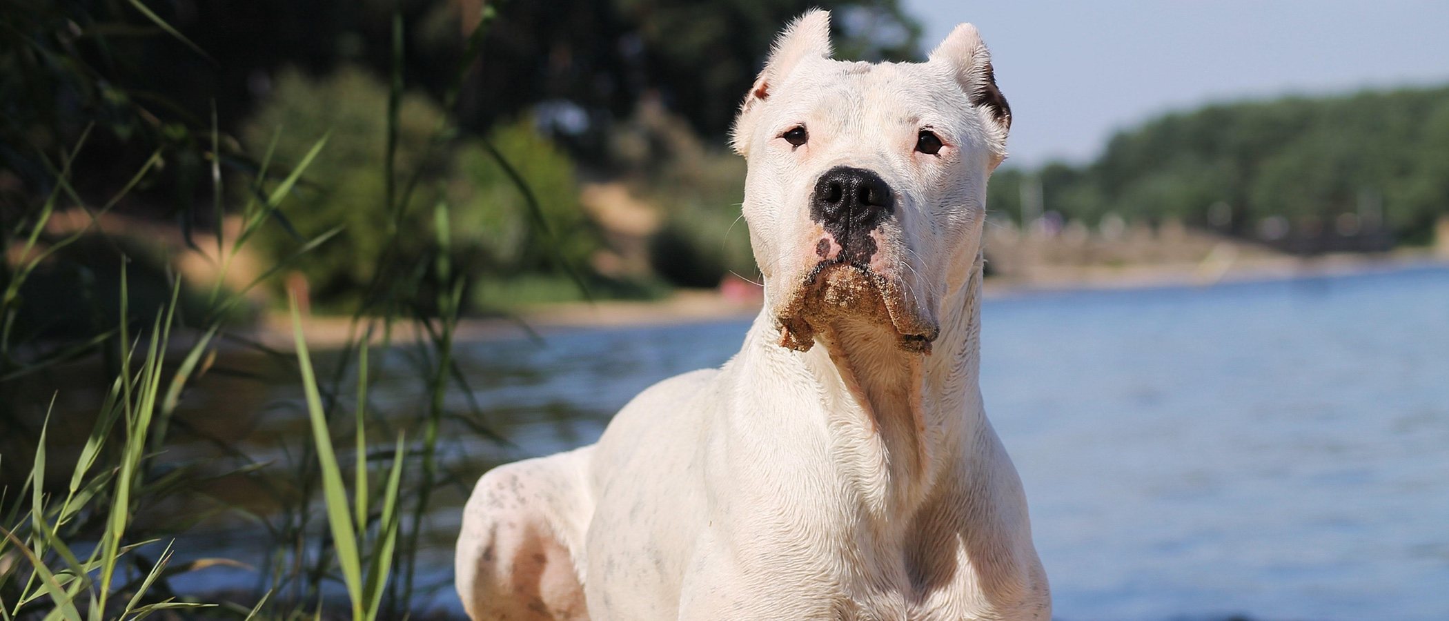 Tipos de Dogos