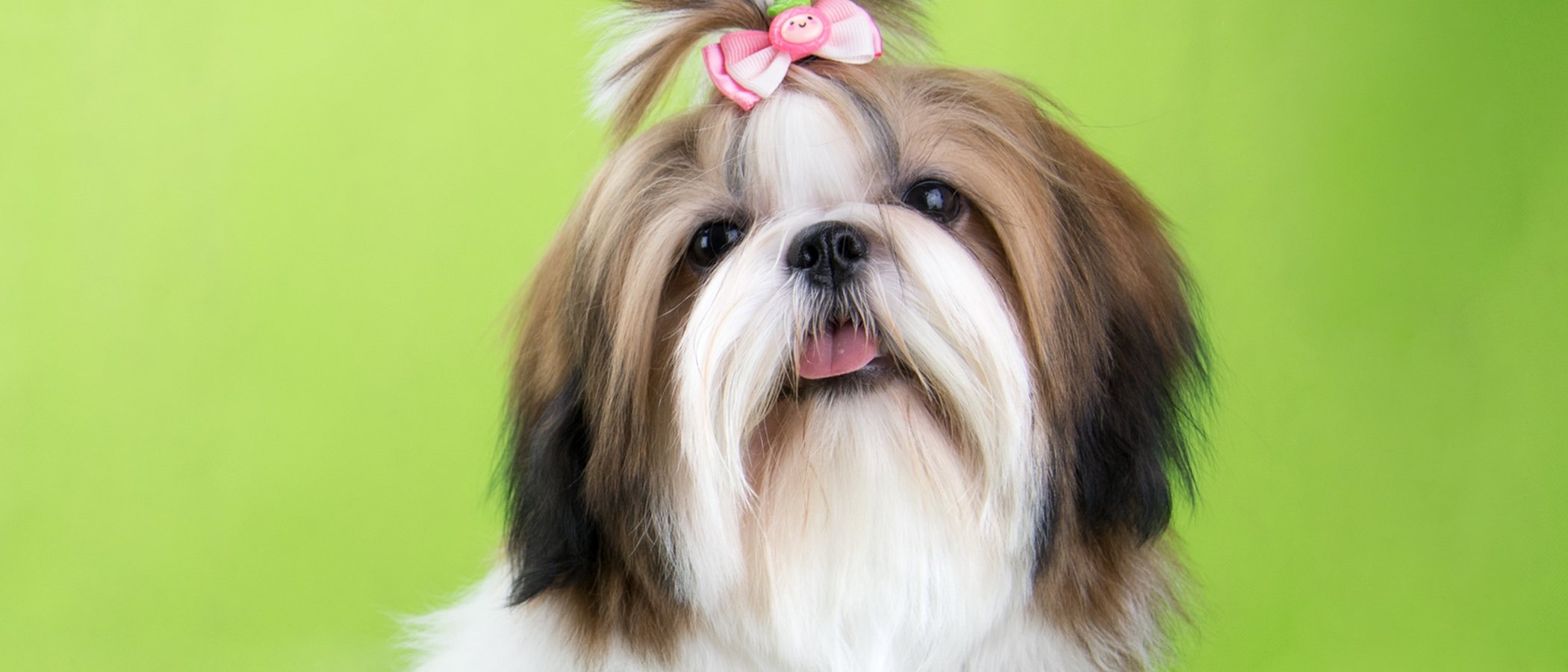 Curiosidades de la raza de perro Shih Tzu