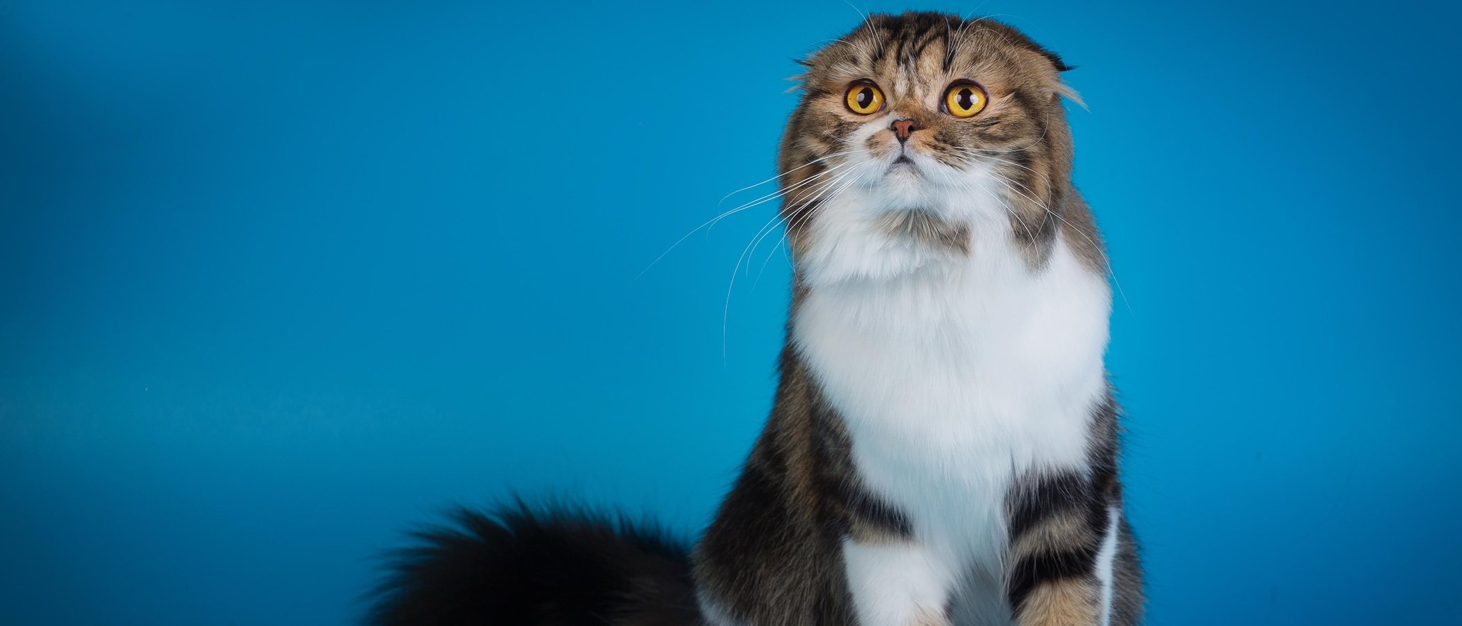 Razas de gato: Highland Fold