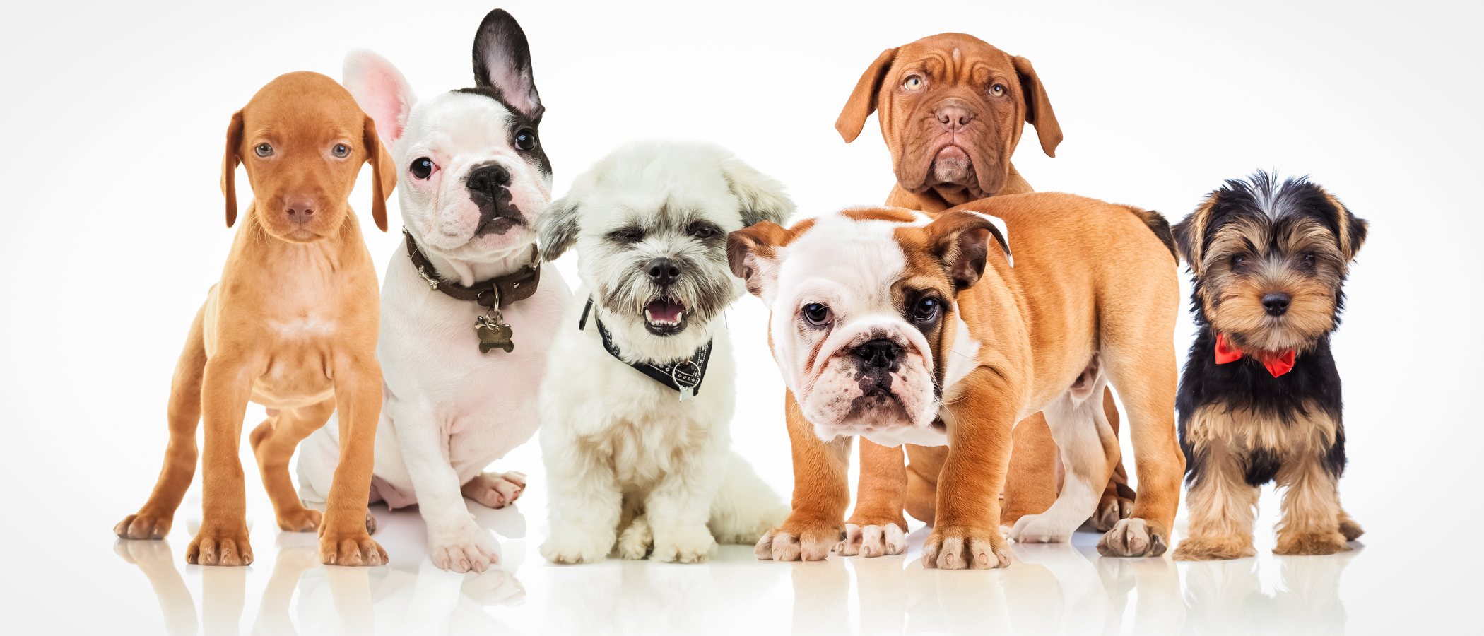 Consejos para elegir la raza de tu primer perro