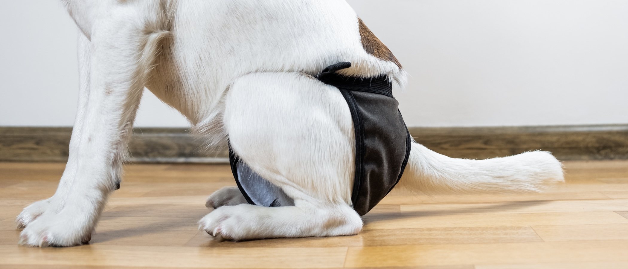 Bragas y pañales para el celo de las perritas