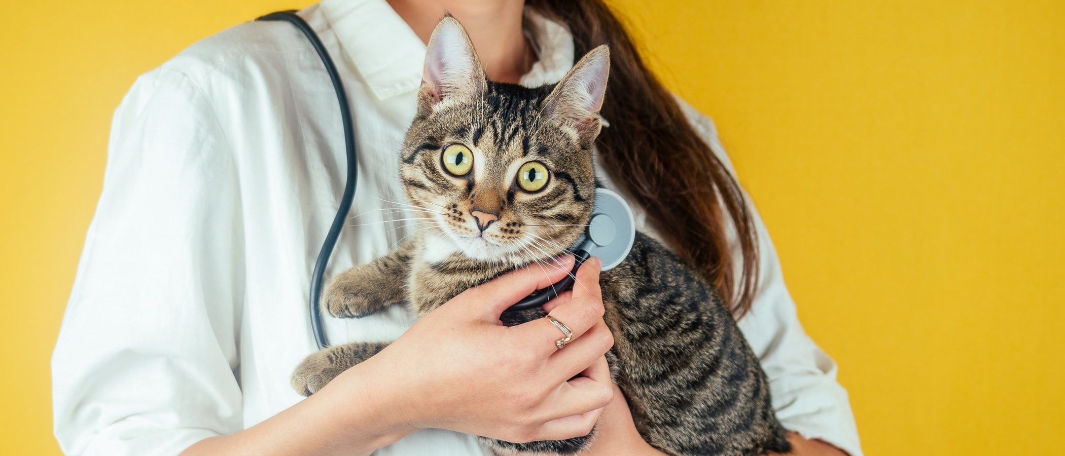 Enfermedades de la piel en gatos