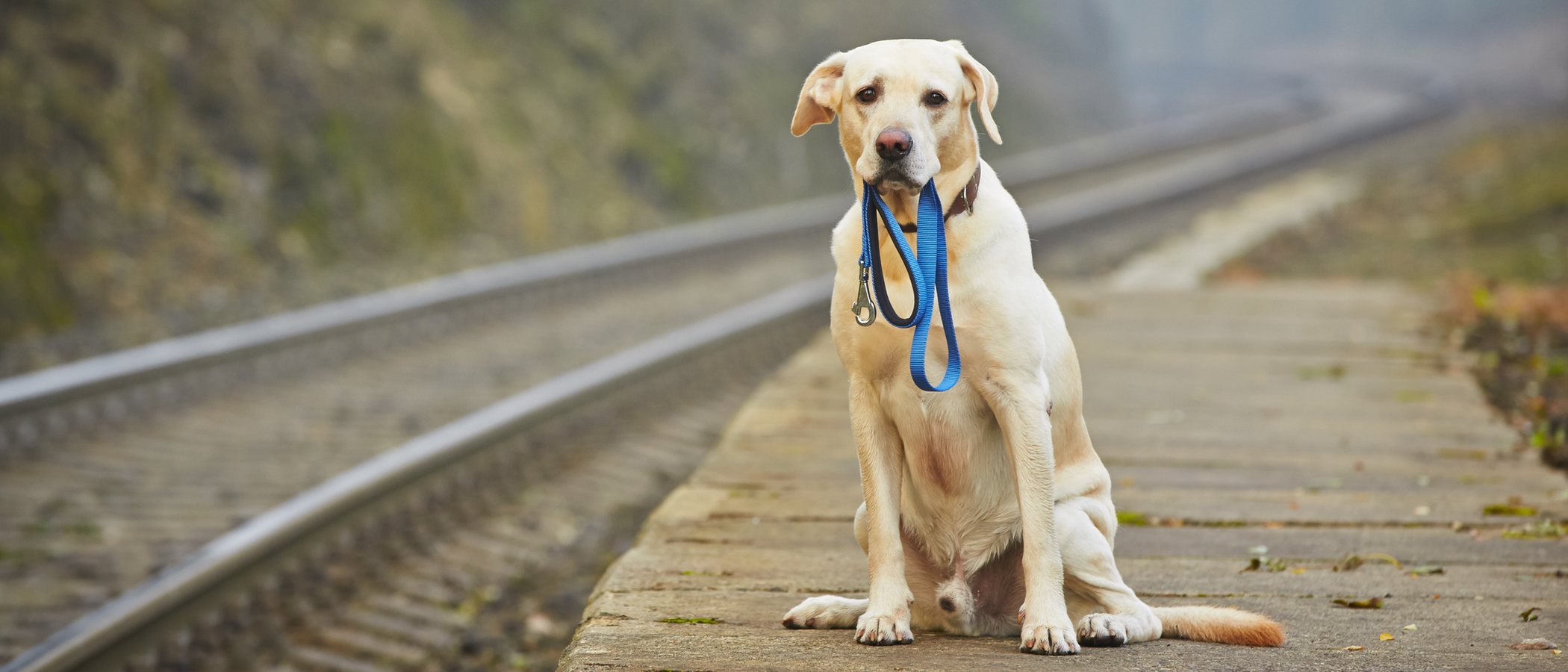 Aplicaciones para encontrar perros perdidos