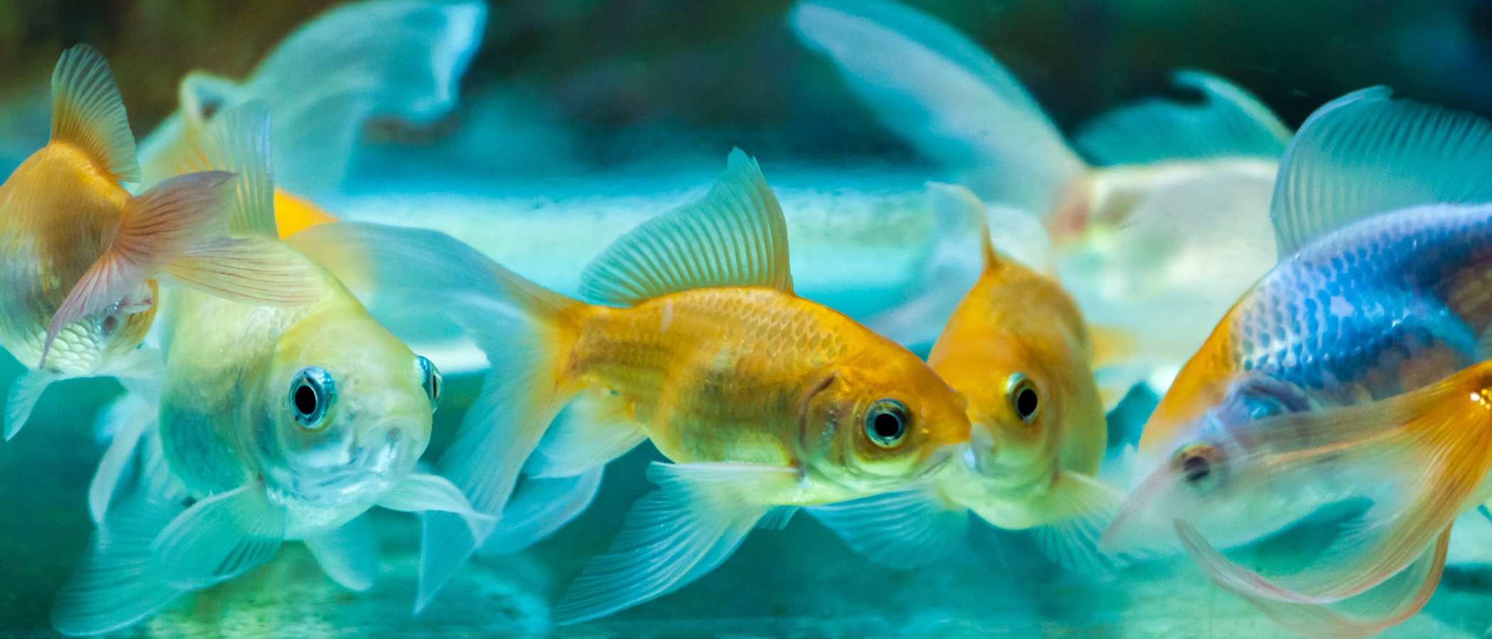 Enfermedad de la vejiga natatoria en los peces