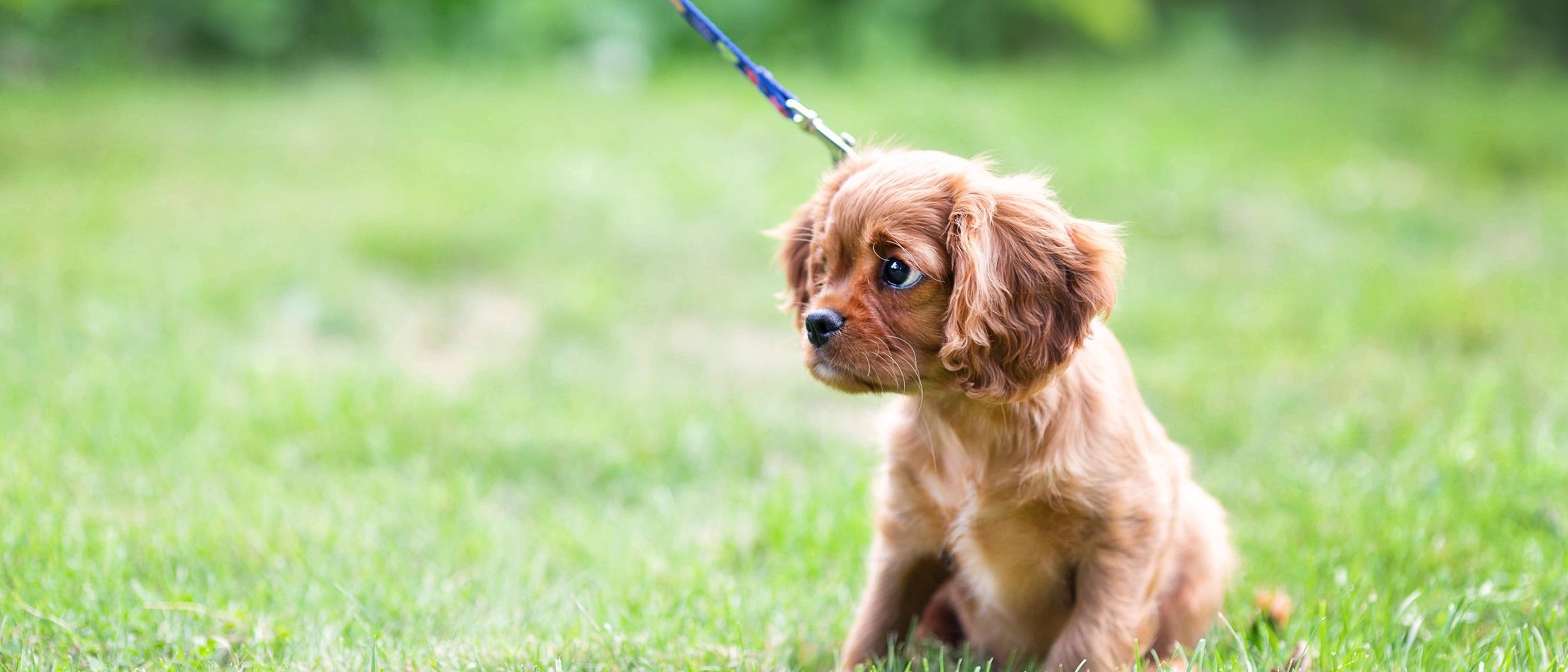 Cómo enseñar a pasear a un perro cachorro