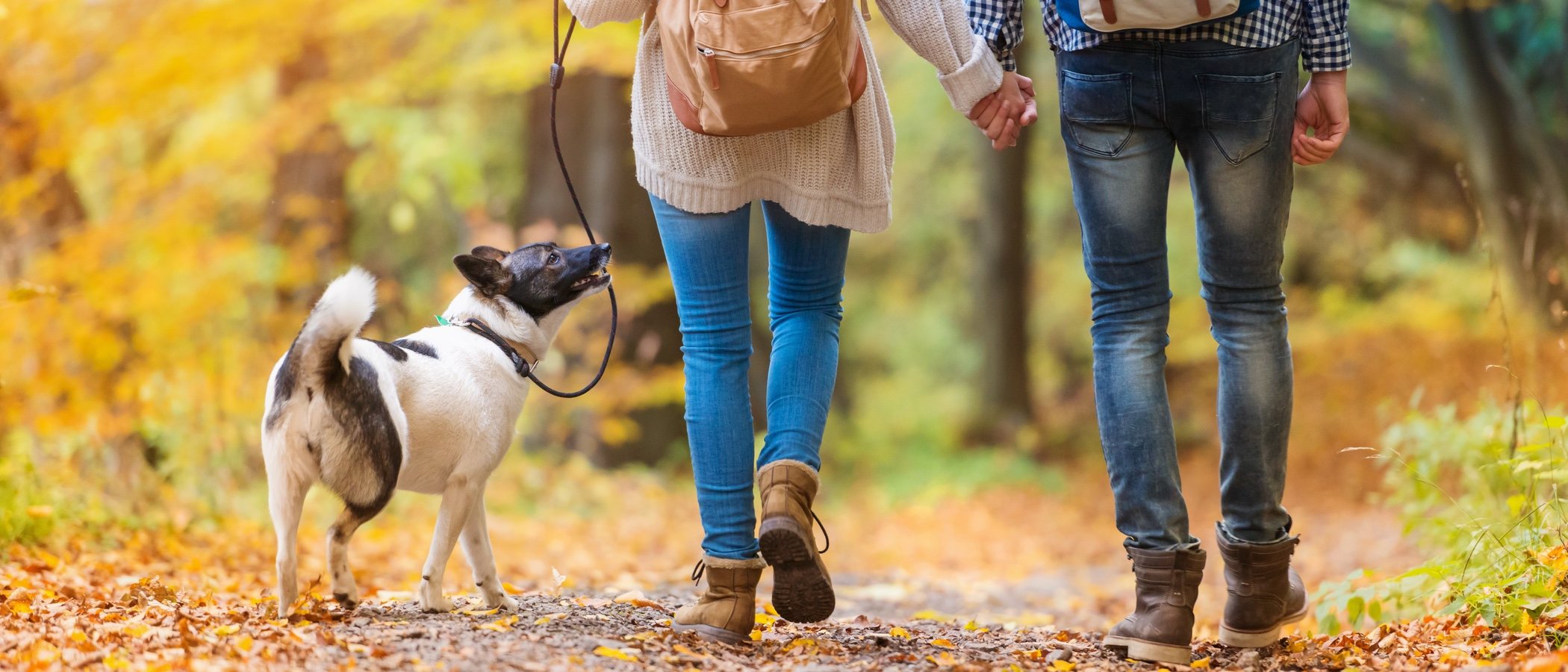 Cómo pasear correctamente a un perro