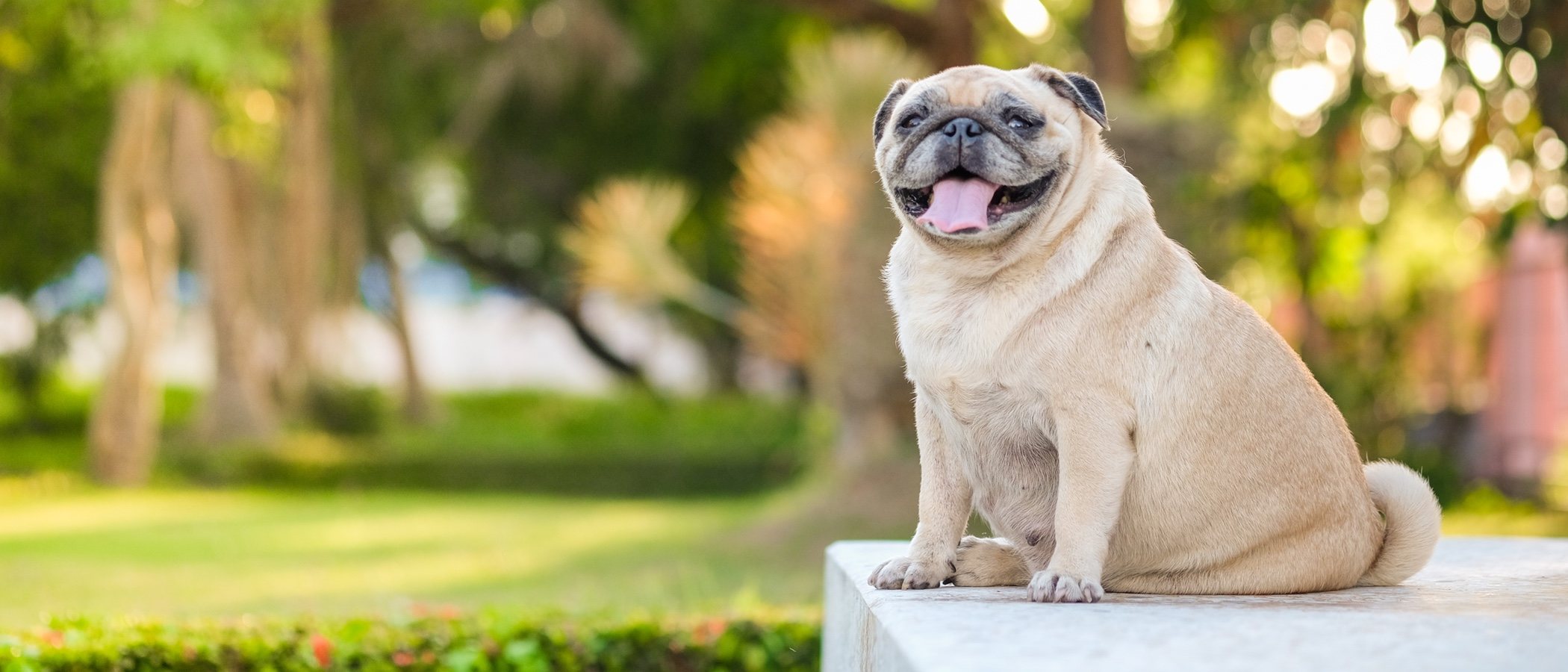 Cómo hacer que mi perro adelgace