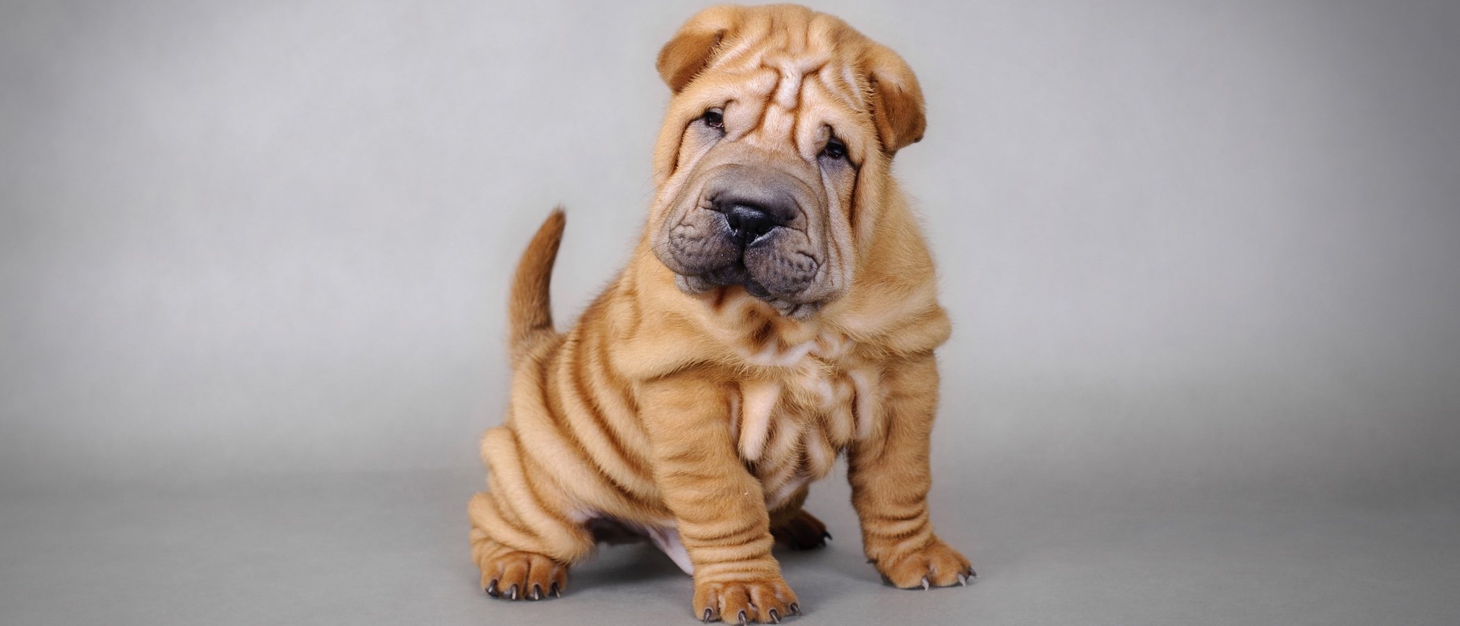Cuidados específicos de los perros Shar Pei
