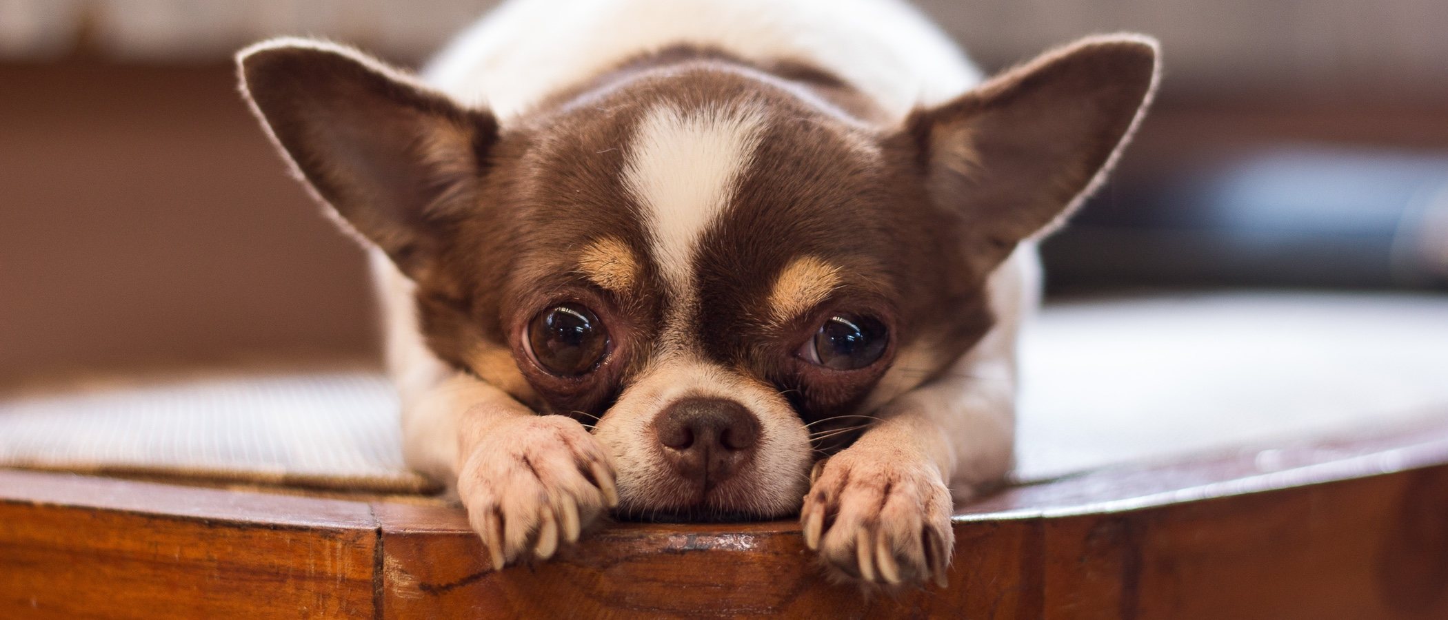 Las 16 razas de perros menos inteligentes