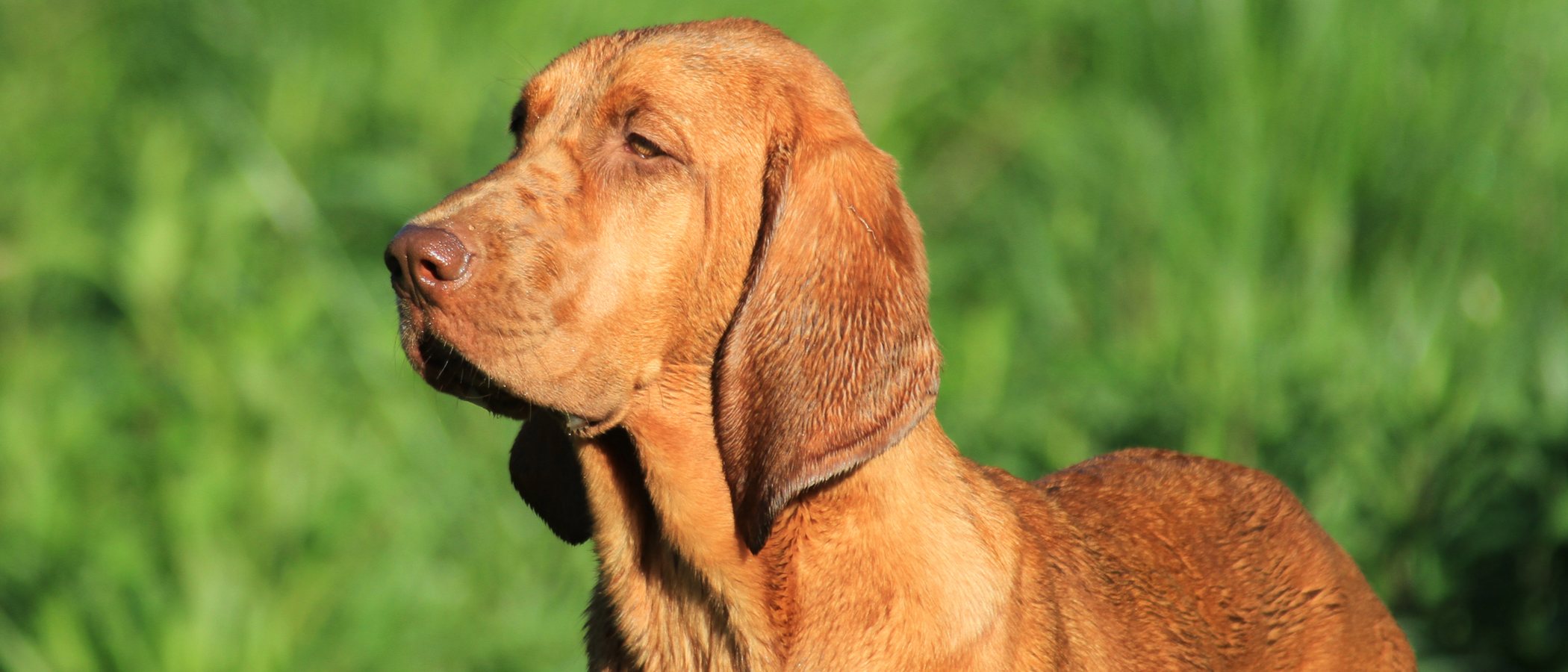 Razas de perro: Braco Húngaro