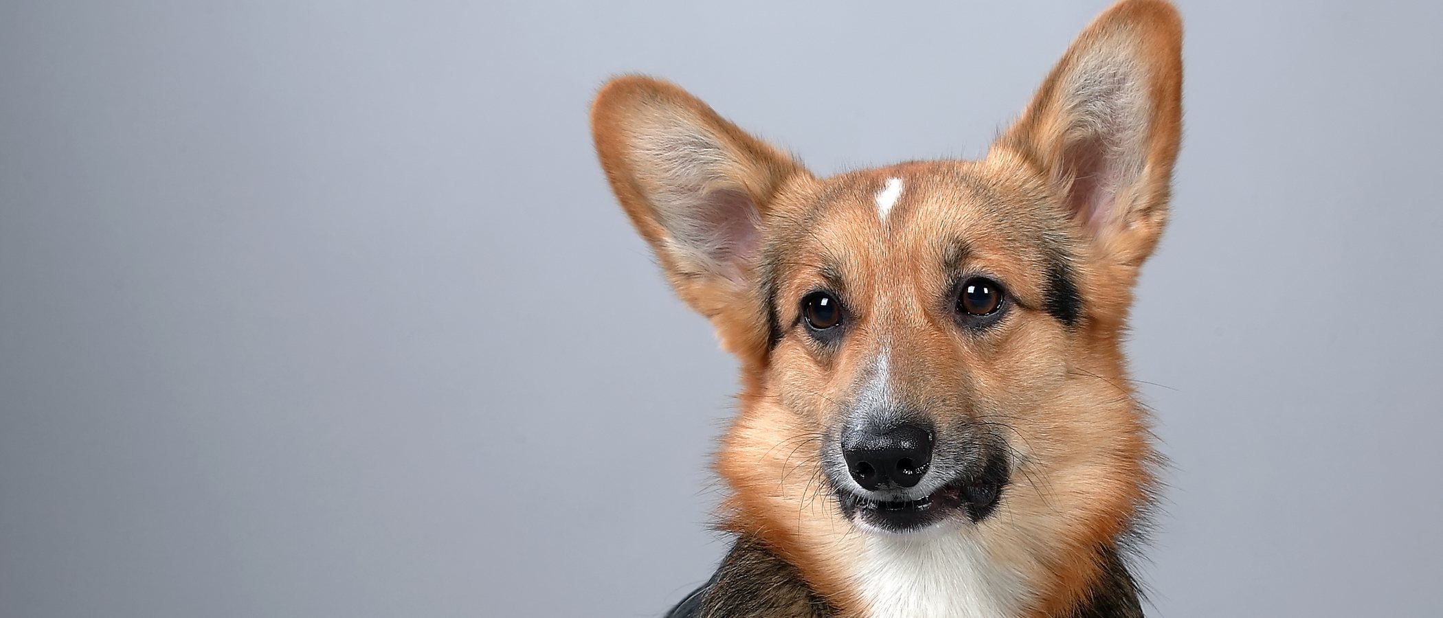 Razas de perro: Corgi
