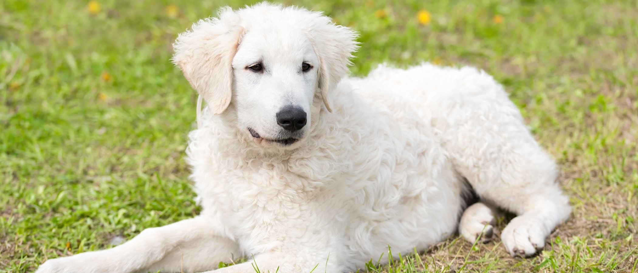 Descubre todo sobre el Kuvasz, una antigua raza de perro