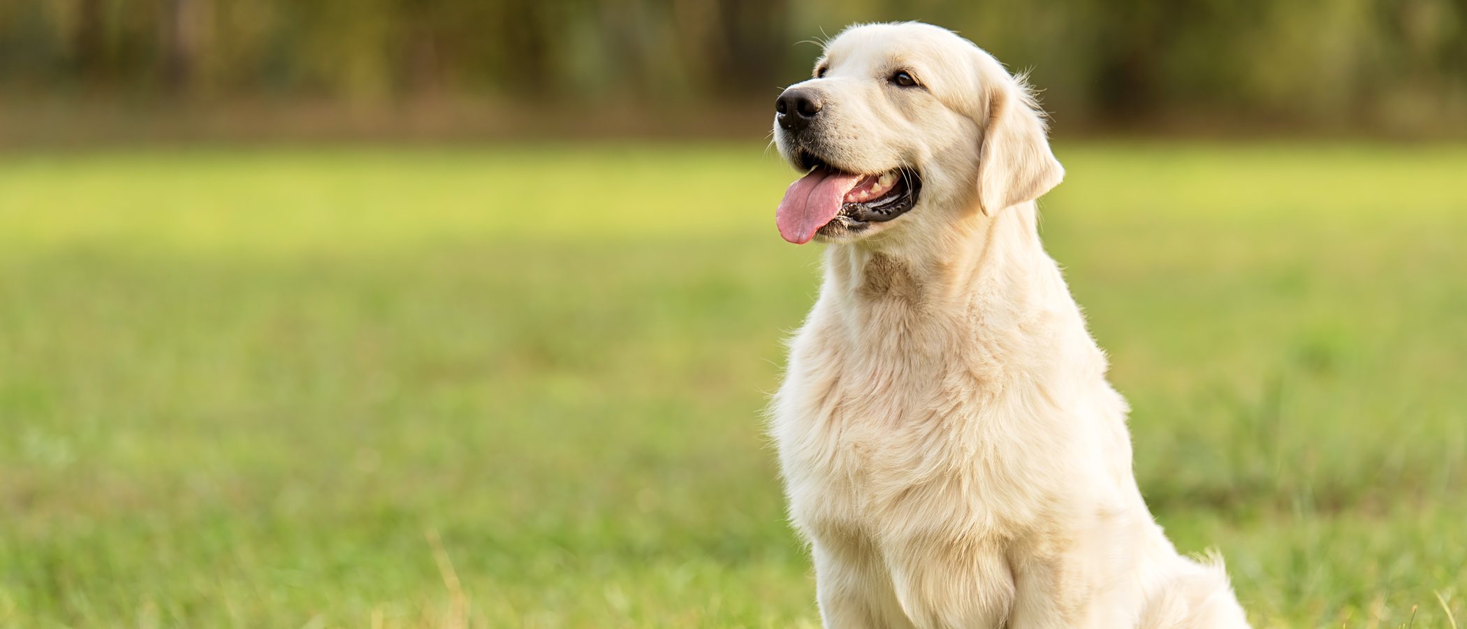 Tipos de Retriever