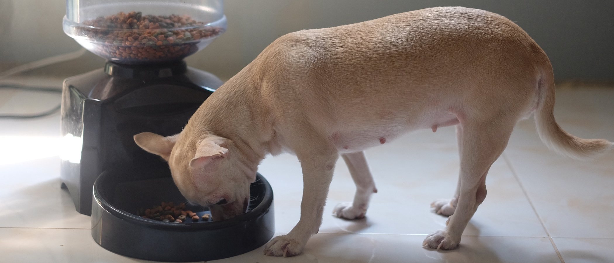 Comederos automáticos para perros