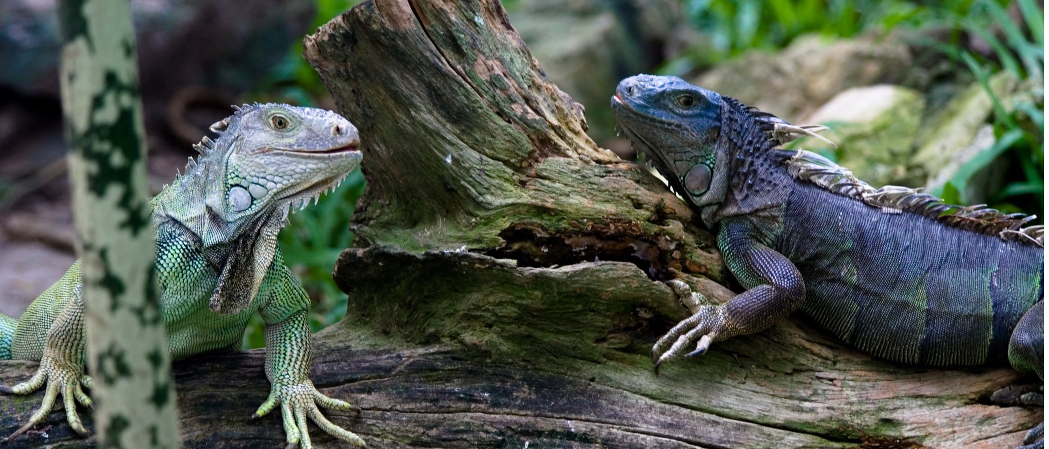 Diferencias entre la iguana verde y la iguana negra