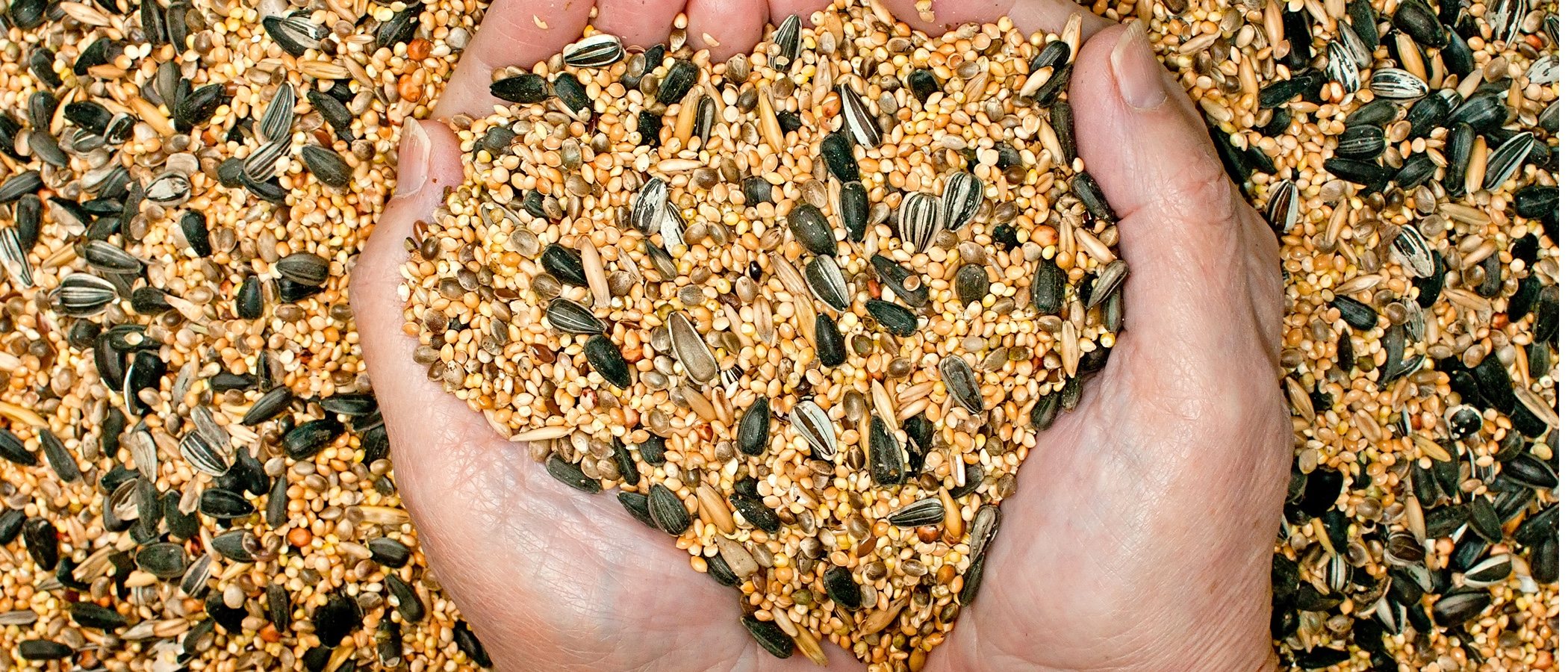 Tipos de semillas para pájaros domésticos