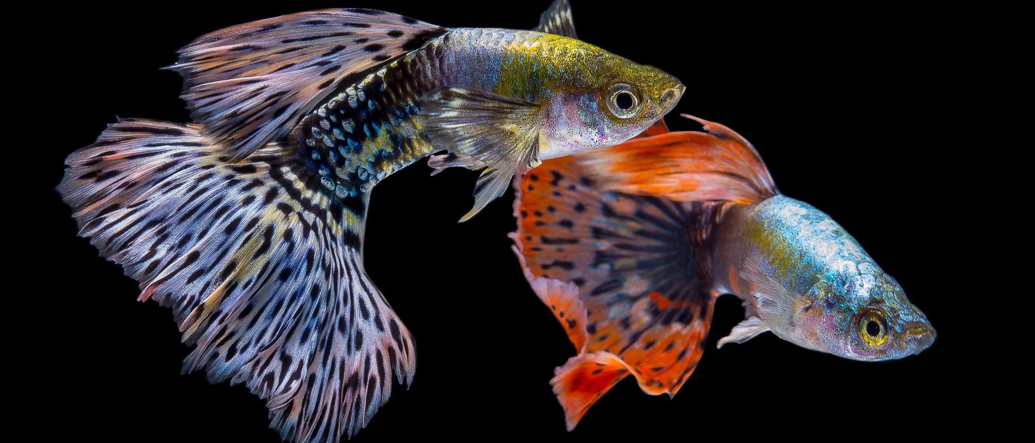 Peces tropicales: cuidados y consejos para tenerlos en el acuario