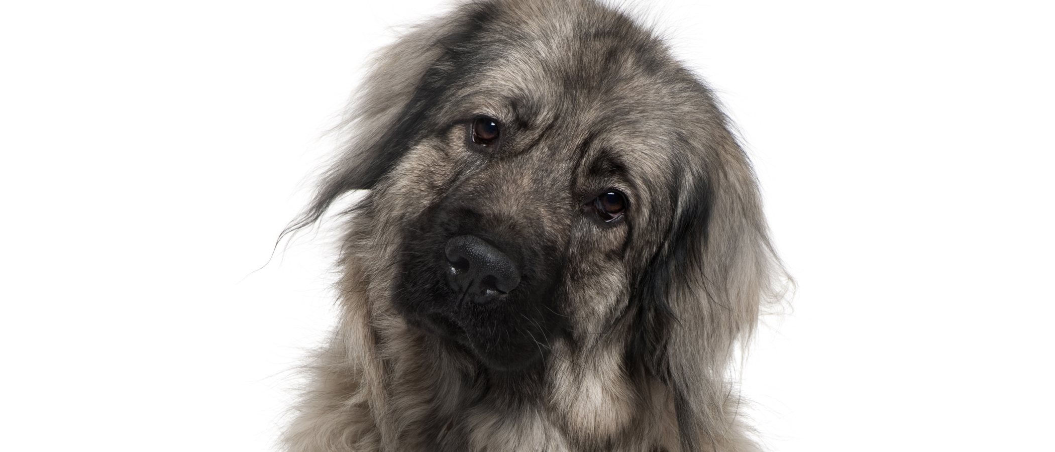 Razas de perro: Pastor Yugoslavo