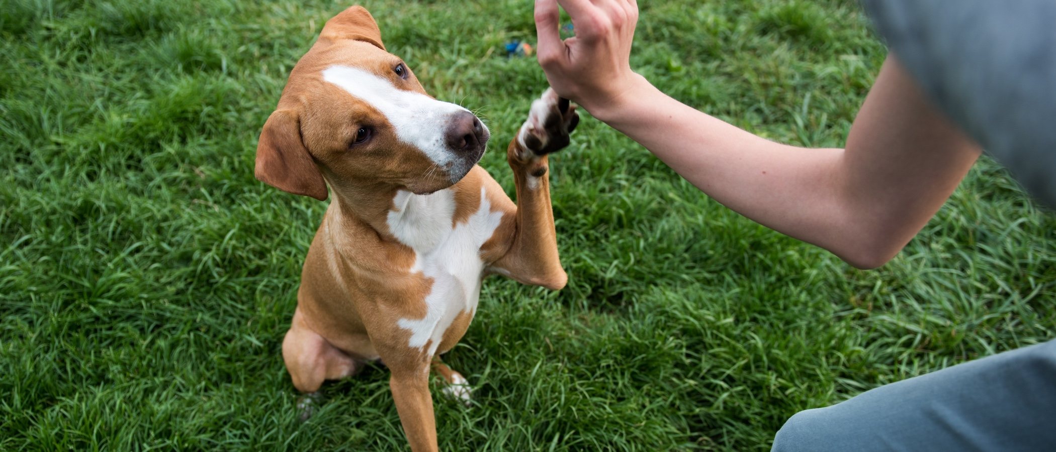 Técnicas de adiestramiento para perros