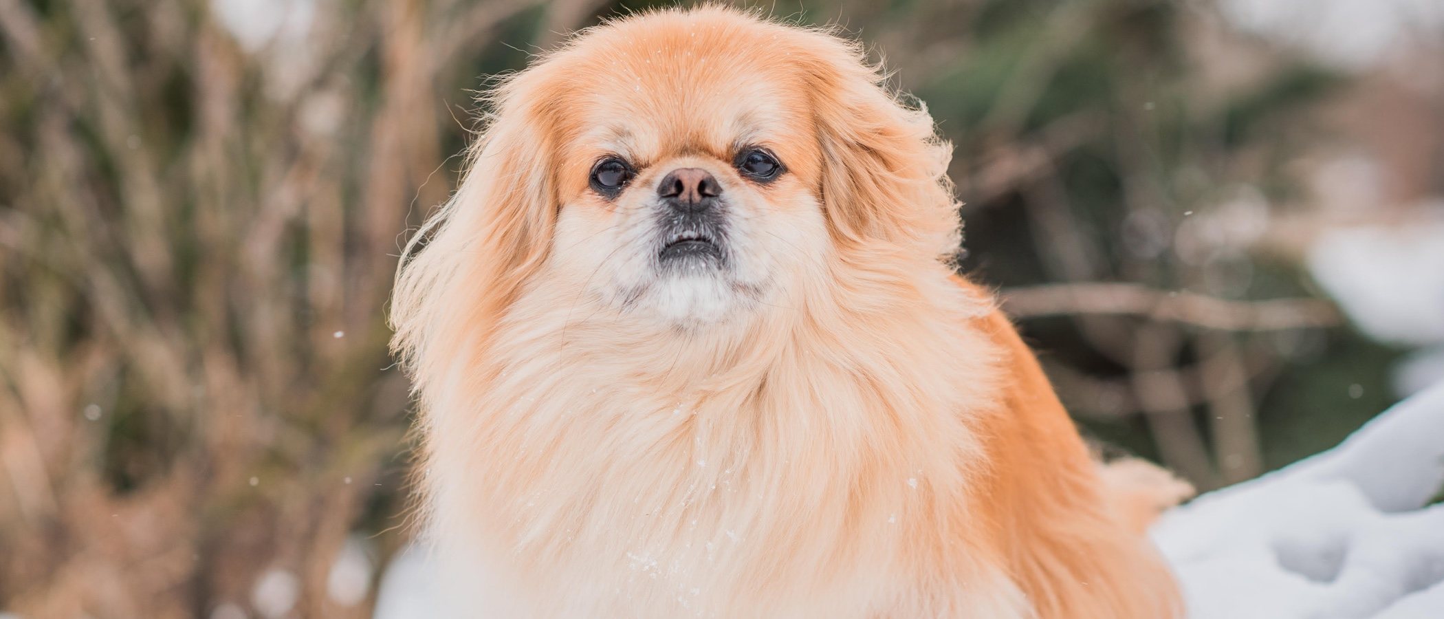 25 curiosidades de la raza de perro Pequinés