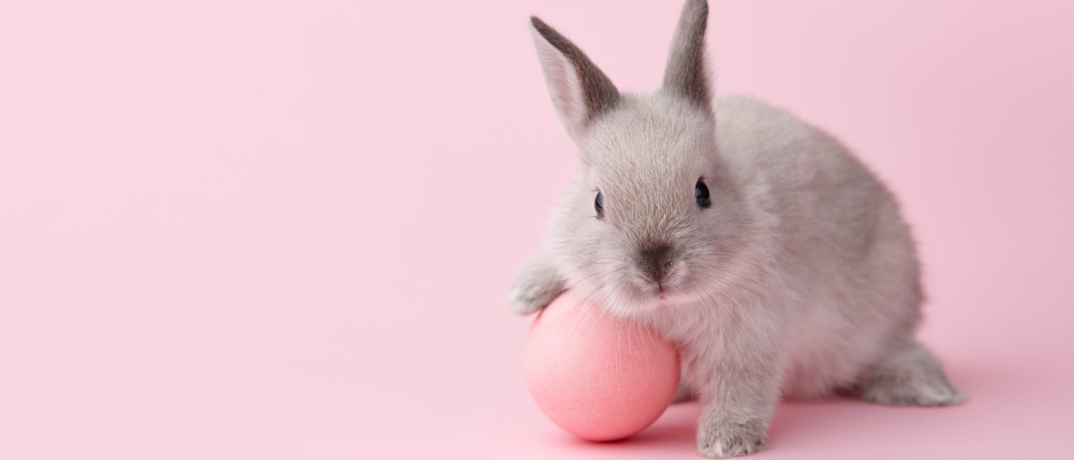 Jugar con un conejo: trucos e ideas originales