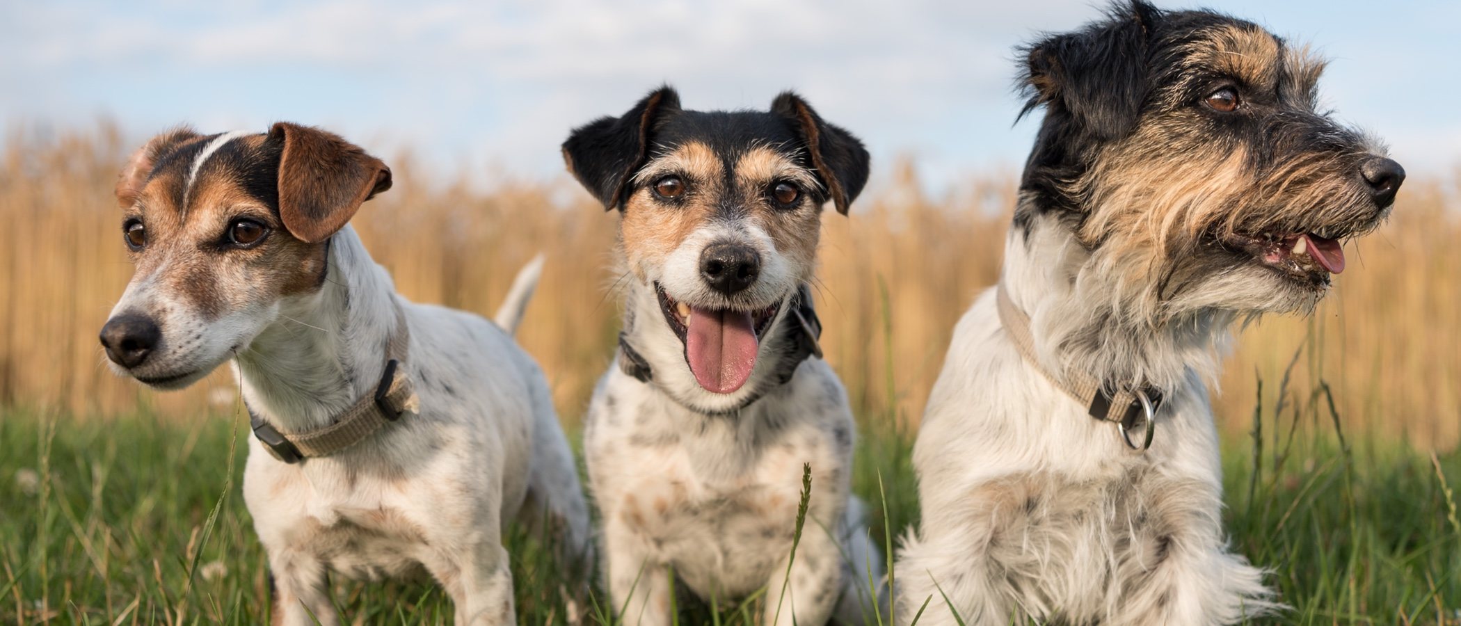 Los sentidos de los perros