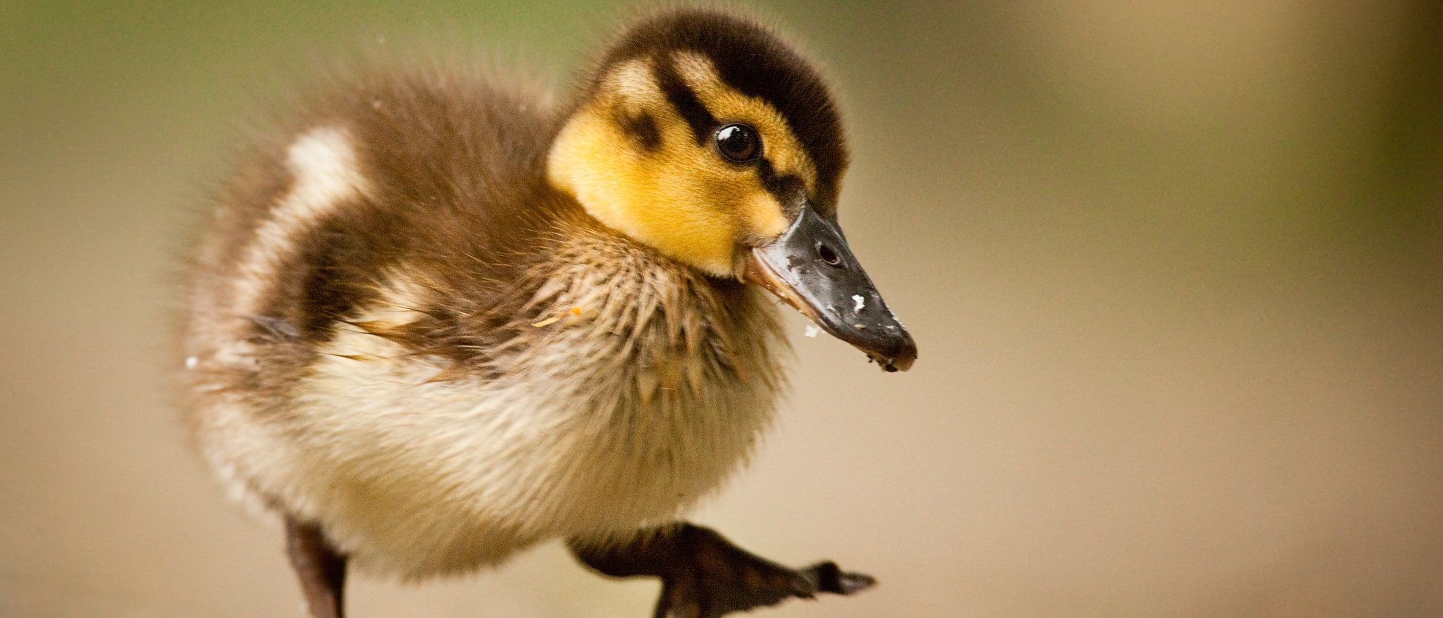 Qué comen los patos domésticos