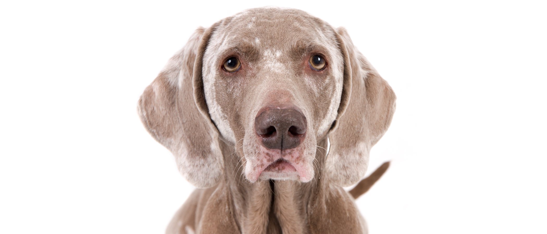 Vitíligo en perros: todo lo que necesitas saber