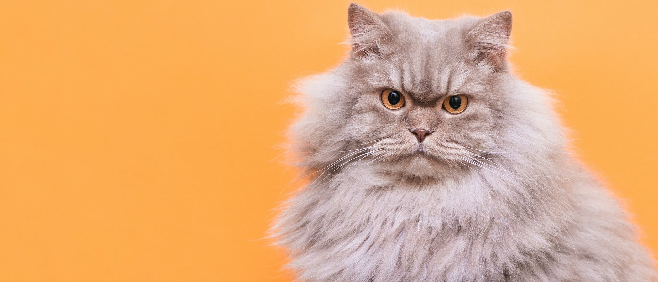 Los sentidos de los gatos