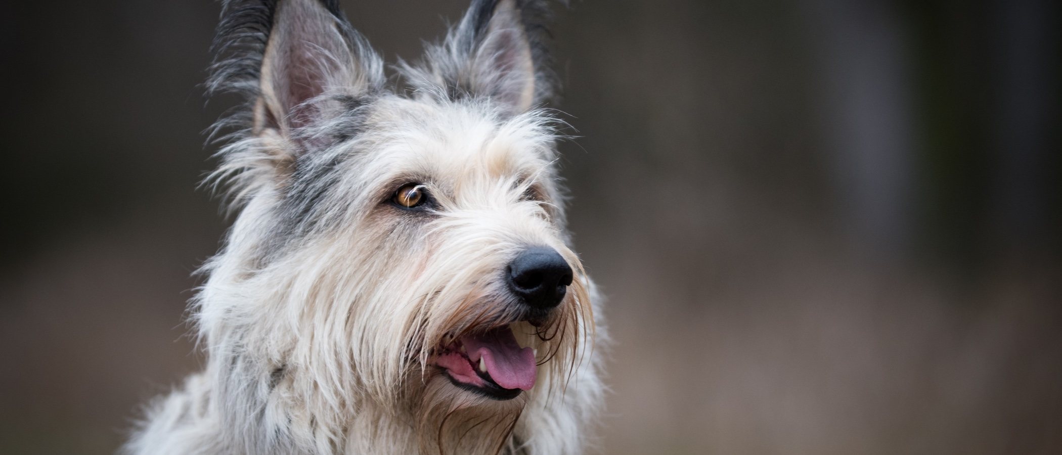 Razas de perro: Berger Picard