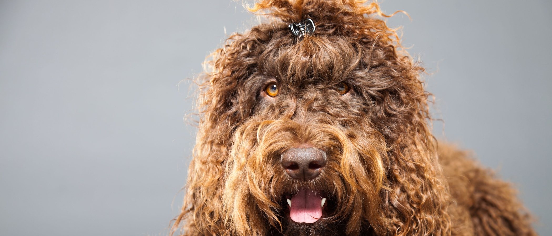Razas de perro: Barbet