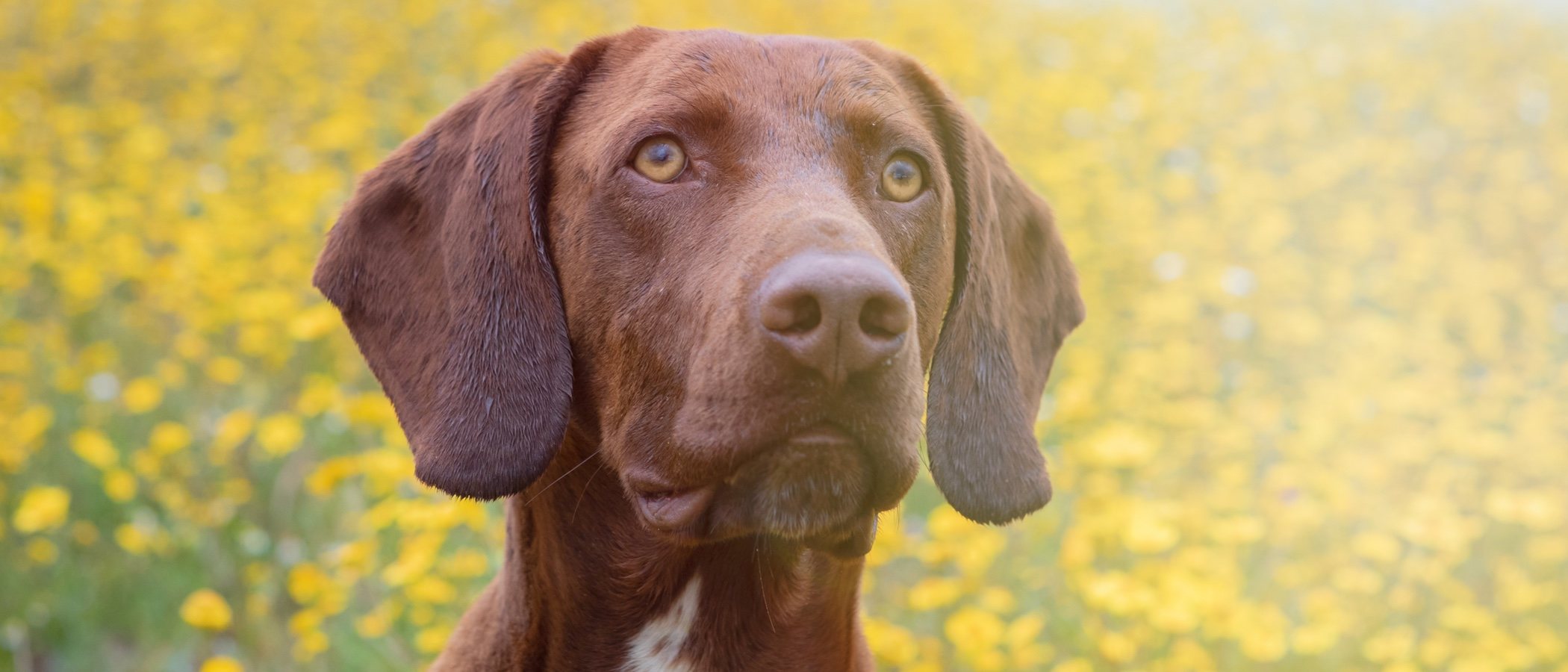 Tipos de razas de perro Braco